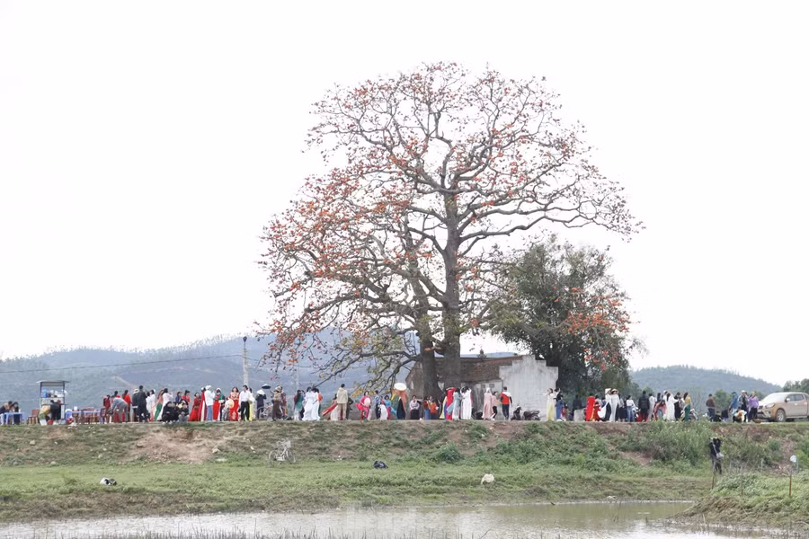 Cây gạo miếu bà Cô ở xã Lãng Sơn, thành phố Bắc Giang được Hội bảo vệ thiên nhiên và môi trường Việt Nam xác nhận có chiều cao 27,5m, diện tích phủ tán gần 300m2, đường kính thân cây 2,4m, có tuổi thọ trên 200 năm. Ảnh: Nguyễn Thắng.