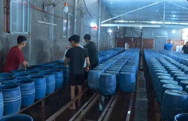 Công ty TNHH Thương mại Lâm Đạo được cấp chứng nhận cơ sở đủ điều kiện an toàn thực phẩm cho hoạt động "sơ chế, đóng gói, kinh doanh giá đậu xanh"