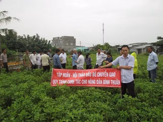 Cán bộ kỹ thuật của Viện nghiên cứu dầu và cây có dầu chuyển giao kỹ thuật canh tác giống lạc năng suất cao cho nông dân tỉnh Bình Thuận