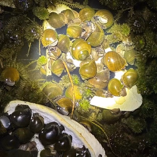 Ốc thịt nuôi trong ao