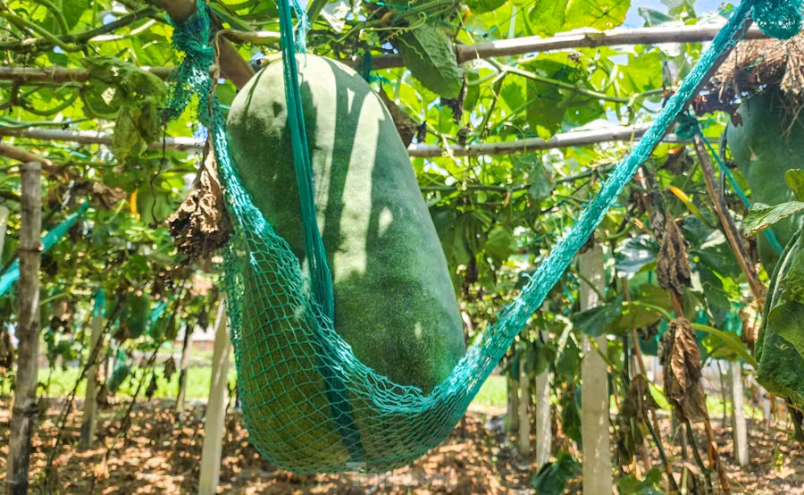 Những quả bí đao "khổng lồ" cân nặng đến nửa tạ. Ảnh: Trương Định