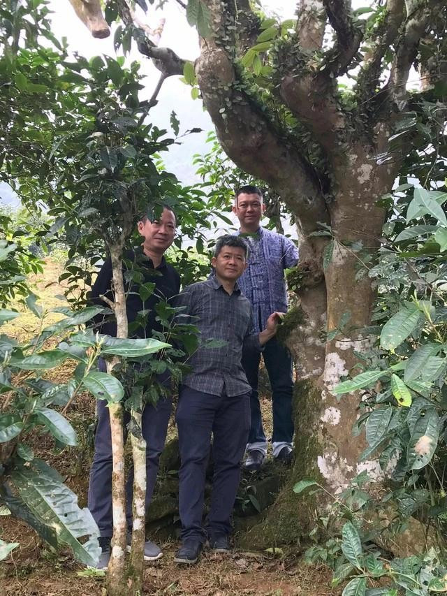 Những người yêu trà bên gốc trà shan cổ thụ ở A Mú Sung Những người yêu trà bên gốc trà shan cổ thụ ở A Mú Sung