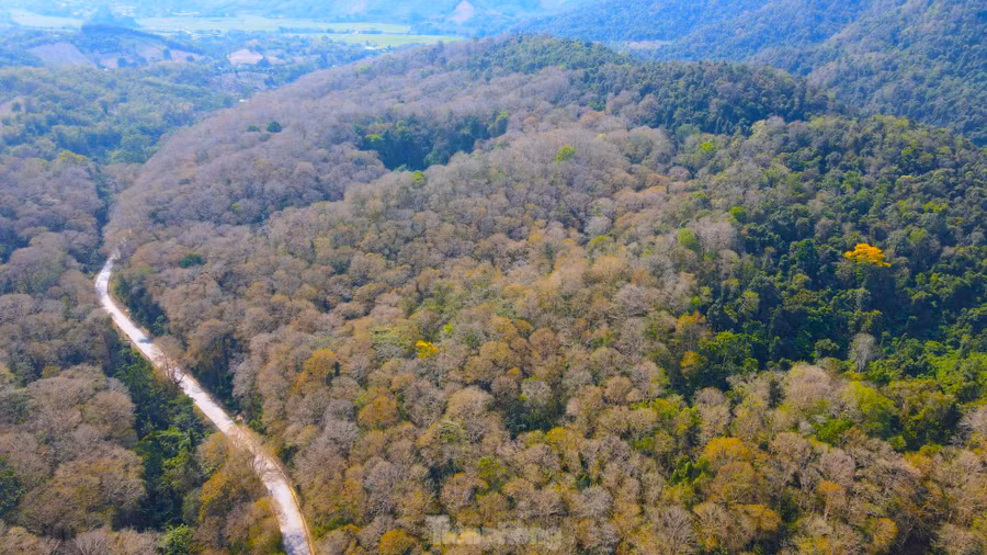 Nổi bật trong đó là khu rừng nguyên sinh với hàng vạn cây săng lẻ cổ thụ ở xã Tam Đình (huyện Tương Dương, Nghệ An). Nằm trong khu dự trữ sinh quyển thế giới miền Tây Nghệ An, rừng săng lẻ được ví như “lá phổi xanh” khổng lồ của vùng đất này. Nó không chỉ điều hòa khí hậu, giữ nước, chống xói mòn mà còn là báu vật vô giá của người dân địa phương.