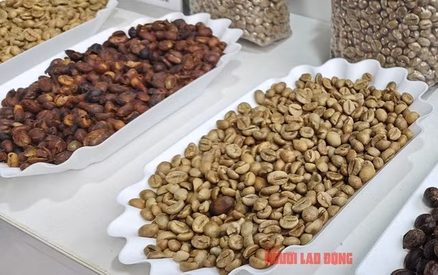 Cà phê tuyển chọn của Việt Nam