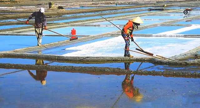 Đồng muối Sa Huỳnh có tổng diện tích khoảng 106 ha với hơn 560 hộ diêm dân