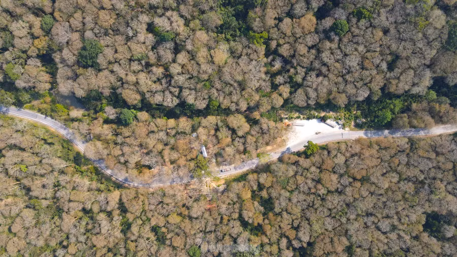 Ẩn mình giữa đại ngàn, cánh rừng săng lẻ cổ thụ lặng lẽ đổi màu khi tiết trời chuyển dần từ mùa xuân sang hạ. Những tán lá xanh mướt dần nhuộm vàng, rồi óng ánh đỏ cam trước khi lìa cành, tạo nên một khung cảnh vừa hoang sơ, vừa mê hoặc.