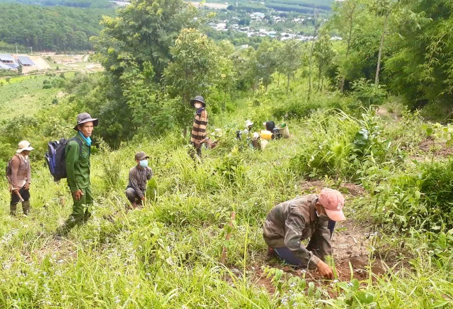 nguoi-dan-trien-khai-trong-rung-tai-lam-phan-thuoc-cac-ban-quan-ly-tren-dia-ban-cac-huyen.jpg
