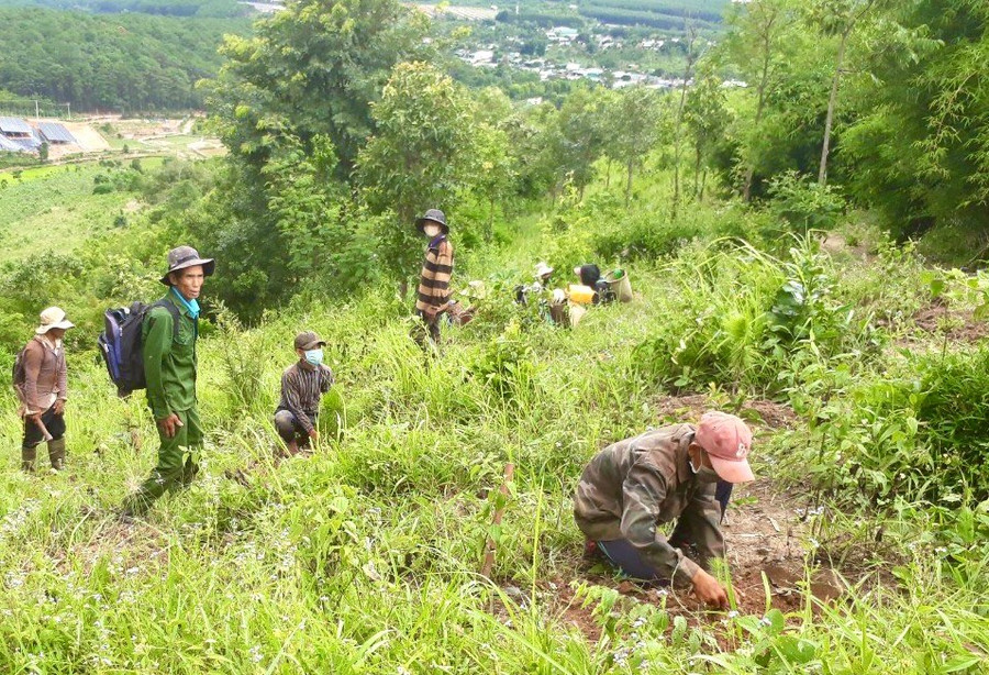 Người dân trồng rừng tại lâm phần thuộc Ban Quản lý rừng phòng hộ Mang Yang. Ảnh: M.P nguoi-dan-trien-khai-trong-rung-tai-lam-phan-thuoc-cac-ban-quan-ly-tren-dia-ban-cac-huyen.jpg