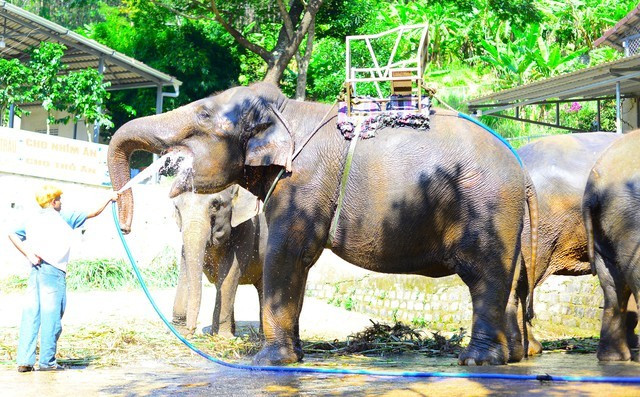 Từ những con voi ban đầu được ông Đại cứu chữa, đến nay đàn voi đã có 7 con. Từ những con voi ban đầu được ông Đại cứu chữa, đến nay đàn voi đã có 7 con.