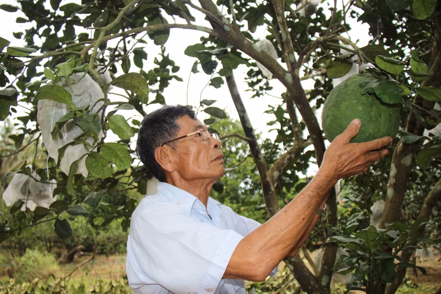 xay-dung-thuong-hieu-nong-san-theo-quy-mo-vung.jpg