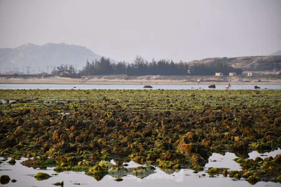 Theo người dân địa phương, bãi rêu xanh chỉ xuất hiện đầy đủ từ 5h-9h và 16h-18h hằng ngày. Thời điểm đẹp nhất để chiêm ngưỡng cánh đồng rêu biển này là bắt đầu từ tháng 3 đến tháng 6 trong năm.