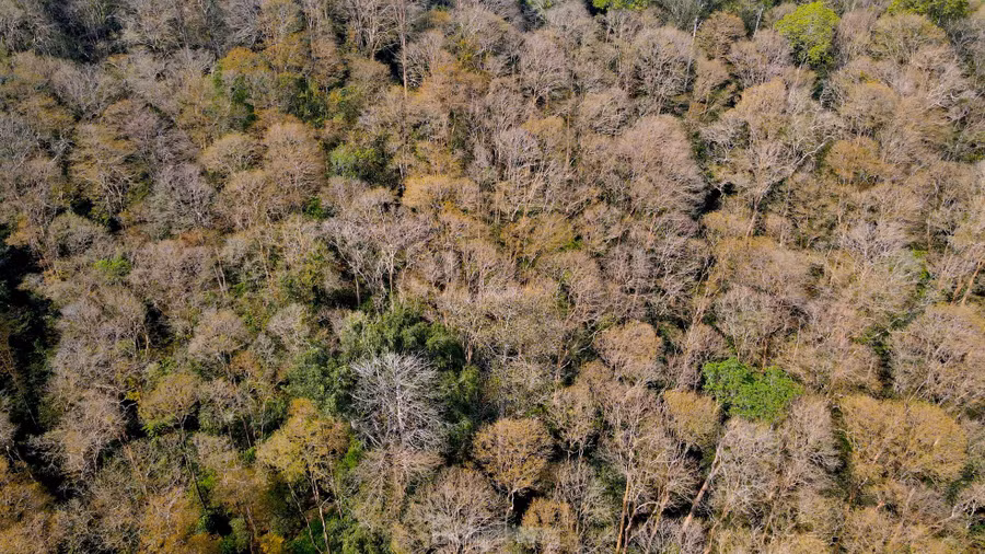 Những cây săng lẻ rụng lá tạo thành một mảng màu riêng biệt.