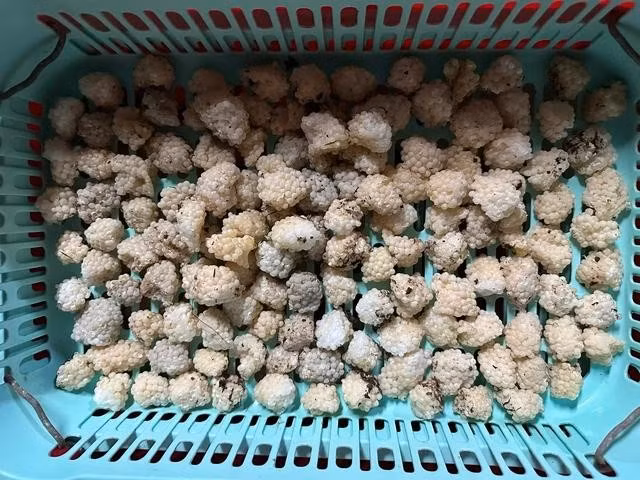 Trứng ốc được anh Thái thu hoạch đem ấp