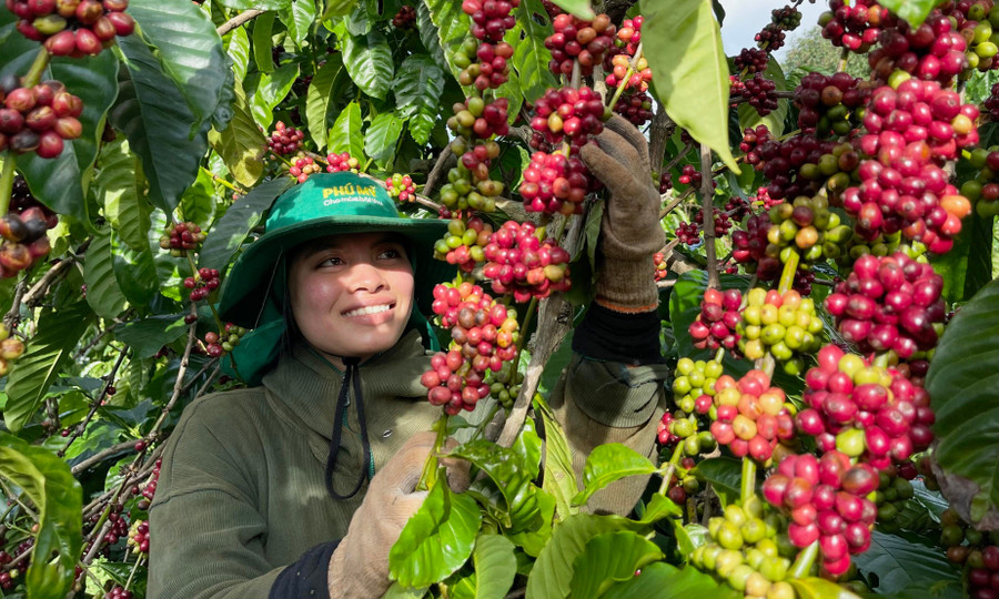 Gia Lai hiện có khoảng 106.400 ha cà phê. Ảnh: V.T gia-lai-hien-co-khoang-106400-ha-ca-phe-anh-vt.jpg