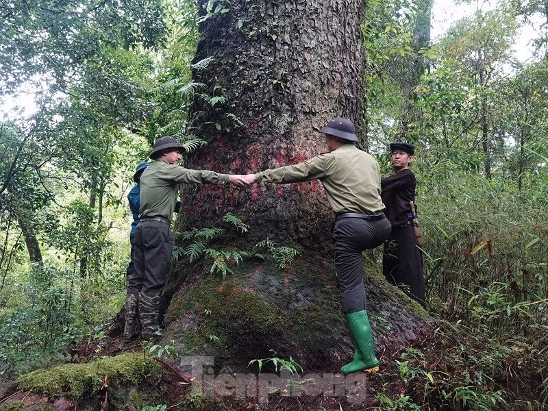 Tại Khu bảo tồn, hơn 4.000 cây thiết sam và pơ mu cổ thụ, tuổi đời từ 400 - 800 năm được gắn biển Cây di sản Việt Nam.
