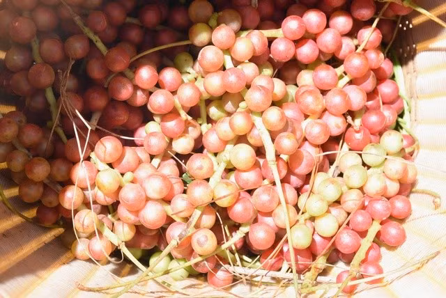 Mùa ngũ vị tử chín mọng cũng là lúc các loại dược liệu đến kỳ thu hoạch khiến người dân càng thêm háo hức