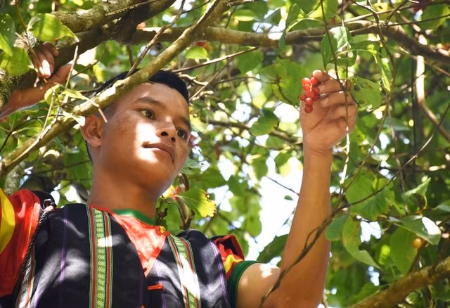 Người dân lặn lội lên những cánh rừng ở dãy núi Ngọc Linh tìm hái ngũ vị tử