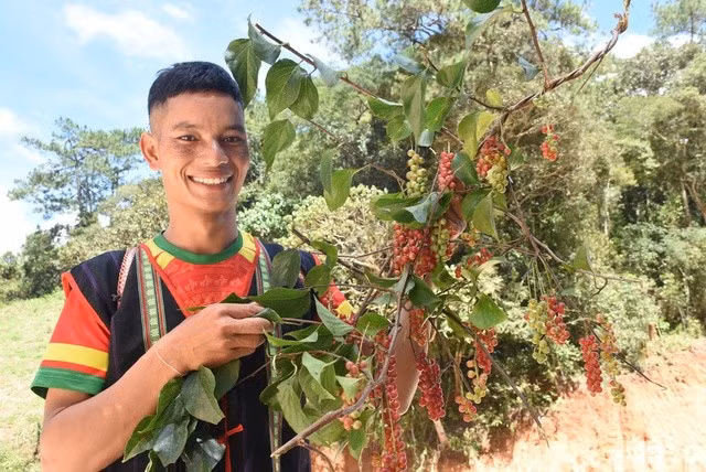 Người dân Xê Đăng ở huyện Tu Mơ Rông ví ngũ vị tử như những hạt "ngọc trời" vì có nhiều tác dụng đối với sức khoẻ