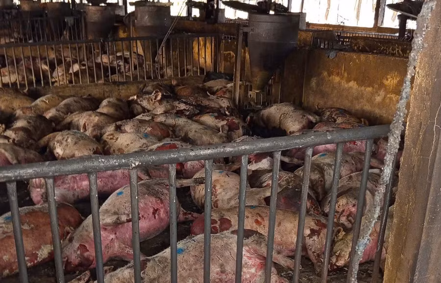 chay-trang-trai-heo-o-xa-ia-chia-lam-chet-1600-con-heo.jpg