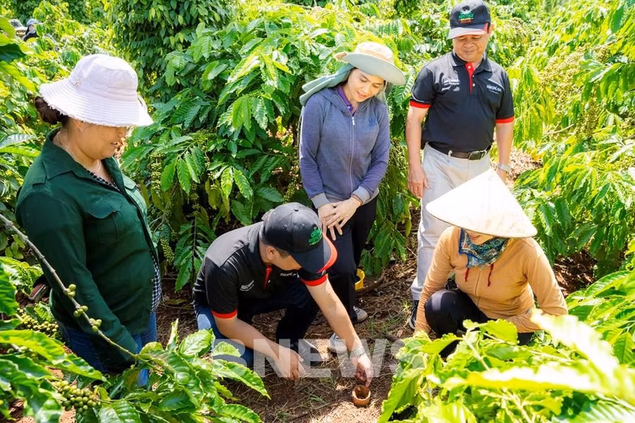 Hướng dẫn nông dân trồng cà phê thực hành canh tác nông nghiệp tái sinh.