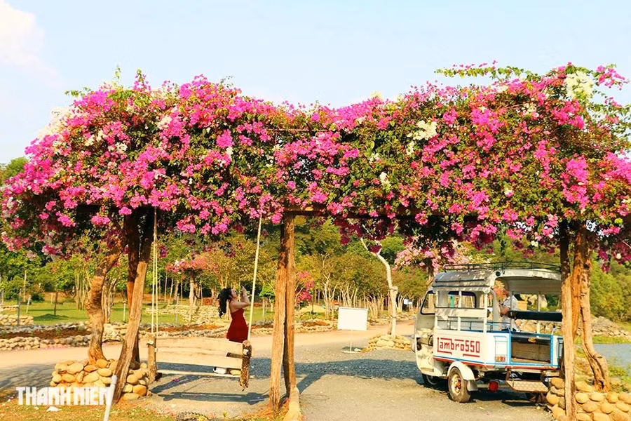 Nhiều loại hoa, đặc biệt là hoa giấy khoe sắc rực rỡ