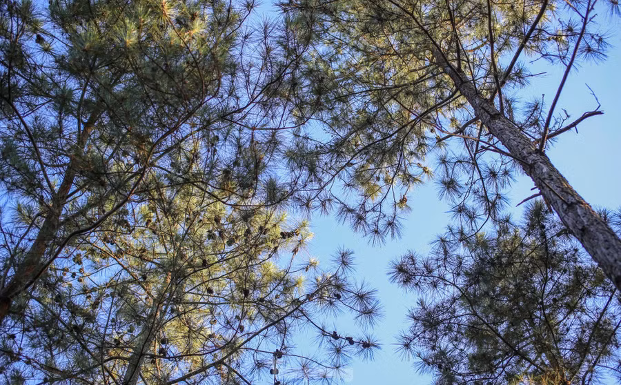 Trước những lợi thế về địa hình, khí hậu và cảnh quan, mới đây lãnh đạo tỉnh Bình Định đã đi khảo sát thực tế, nhằm “đánh thức” tiềm năng phát triển tại khu vực này.