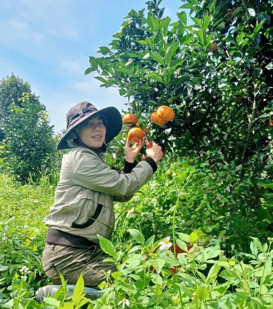 Chị Hồng bên vườn cam của gia đình. Ảnh: N.H chi-hong-ben-vuon-cam-cua-gia-dinh-anh-nhat-hao.jpg