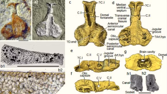 Hóa thạch Palaeospondylus australis được khai quật tại Úc - Ảnh: National Science Review