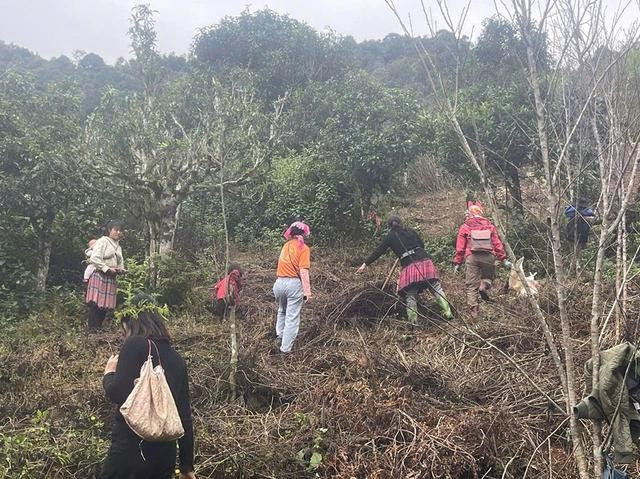 Cùng dân bản vỡ đất trồng trà ở Tà Xùa, Sơn La Cùng dân bản vỡ đất trồng trà ở Tà Xùa, Sơn La