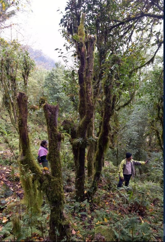 Những cây trà nguyên sinh bị đốn hạ ở núi Chiêu Lầu Thi (Hà Giang) Những cây trà nguyên sinh bị đốn hạ ở núi Chiêu Lầu Thi (Hà Giang)
