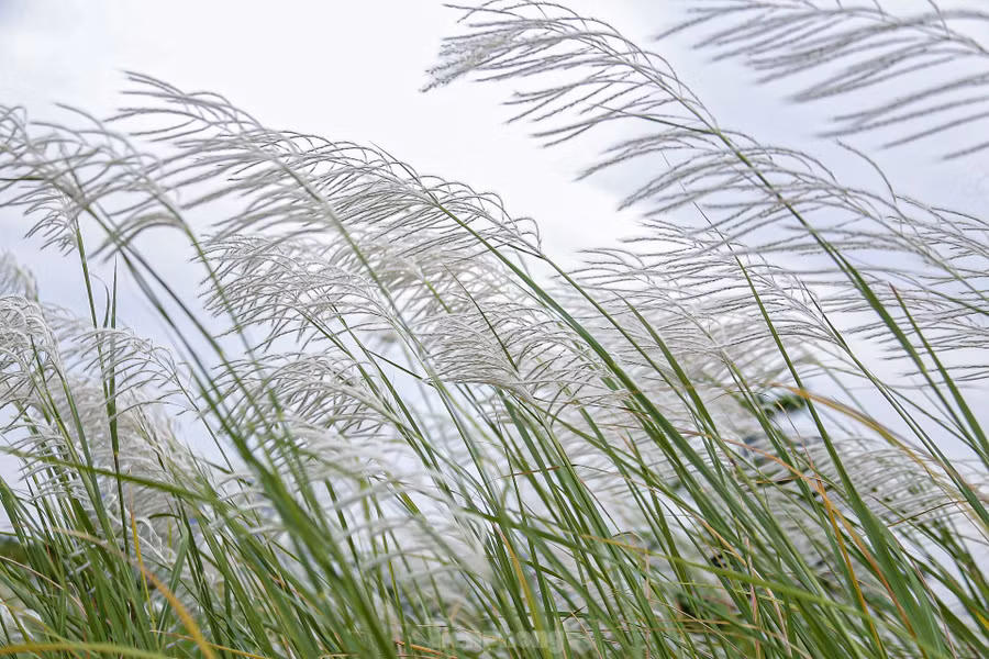 "Cánh đồng cỏ lau không chỉ là nơi ngắm cảnh, mà còn là nguồn cảm hứng bất tận cho những người đam mê nghệ thuật, nhiếp ảnh và những tâm hồn yêu thiên nhiên. Giữa không gian rộng lớn và yên bình như thế này, tôi thấy mọi cảm xúc của mình dường như trở nên tinh khôi và trọn vẹn hơn", bà Nguyễn Thị Lan chia sẻ.