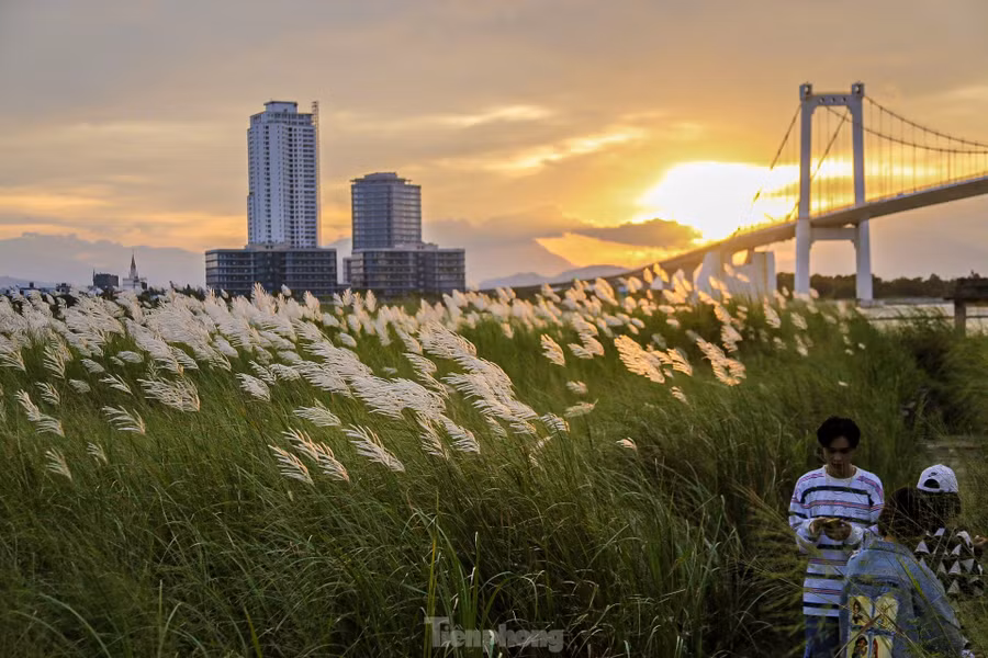 Từ xa nhìn lại, cánh đồng lau tựa như tấm thảm trắng trải dài, lấp lánh dưới ánh nắng vàng. Những tia nắng len lỏi qua từng khóm lau khiến khung cảnh trở nên quyến rũ, xao xuyến.