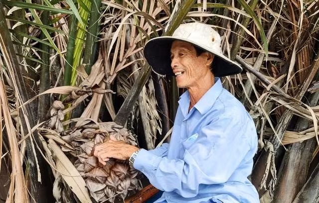 Ông Phạm Vinh Tâm hái trái dừa nước