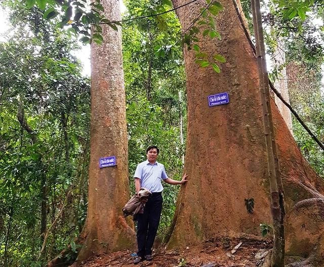Những cổ thụ quý hiếm ở trong rừng “bác Năm Công”