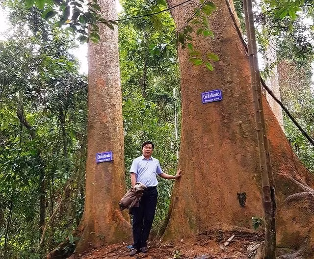 Những cổ thụ quý hiếm ở trong rừng “bác Năm Công”