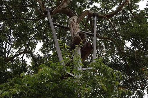 Cành lá tươi tốt sau khi được các nhà khoa học chăm sóc đặc biệt