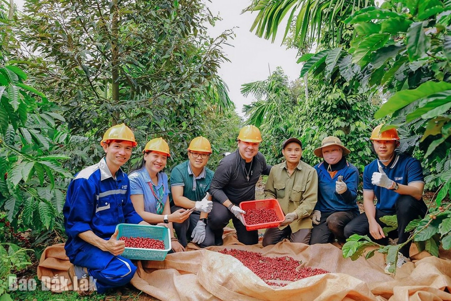 Tự tay thu hoạch cà phê cùng nông dân tại vườn. Tự tay thu hoạch cà phê cùng nông dân tại vườn.