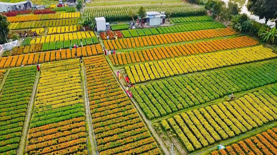 Có nhiều loại hoa được trồng ở đây như vạn thọ, đồng tiền, cúc đại đóa...