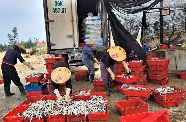 Thương lái ngoại tỉnh đánh cả ô tô xuống cạnh bãi biển để thu mua cá trích của ngư dân