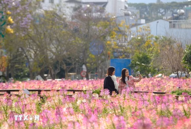 Ngày 31/1/2025 (mùng 3 Tết Nguyên đán Ất Tỵ), trên địa bàn thành phố Đà Lạt (Lâm Đồng) du khách tấp nập đổ về tham quan, nghỉ dưỡng tại khu vực trung tâm thành phố. (Ảnh: Nguyễn Dũng/TTXVN)
