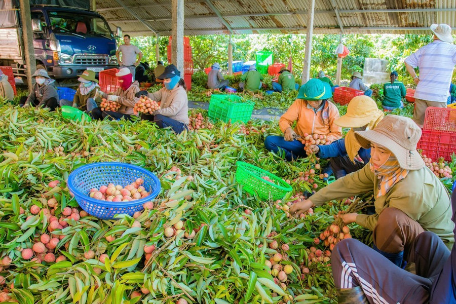 Người dân đang tuyển lọc vải để xuất bán. Ảnh: MAI CƯỜNG Người dân đang tuyển lọc vải để xuất bán. Ảnh: MAI CƯỜNG