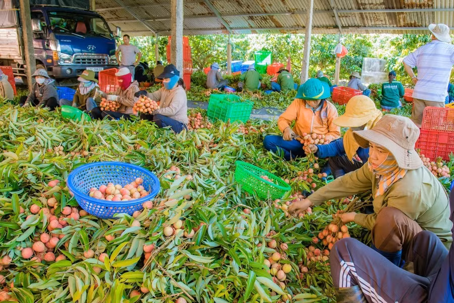 Người dân đang tuyển lọc vải để xuất bán. Ảnh: MAI CƯỜNG
