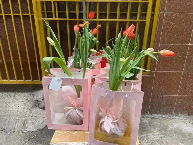 Hoa tulip trồng chậu được Minh gói bắt mắt