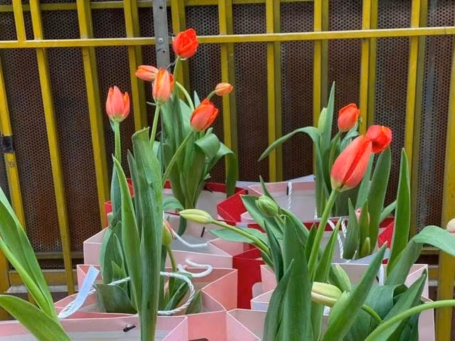 Minh khuyên nên giữ hoa tulip trong phòng lạnh