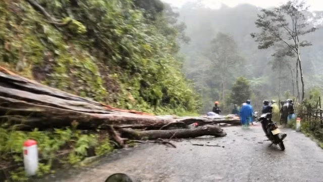 Một cây gỗ lớn ngã chắn ngang đường ở H.An Lão