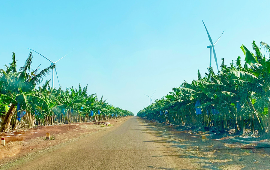 Việc phun thuốc, bón phân cho cánh đồng chuối của Công ty cổ phần Nông nghiệp công nghệ cao Hưng Sơn được thực hiện bằng máy bay không người lái. Ảnh: H.D viec-phun-thuoc-bon-phan-cho-canh-dong-chuoi-cua-cong-ty-co-phan-nong-nghiep-cong-nghe-cao-hung-son-duoc-thuc-hien-bang-may-bay-khong-nguoi-lai-anh-ha-duy.jpg