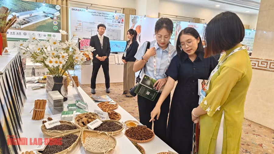 Các nhà mua tìm hiểu hồ tiêu Việt Nam