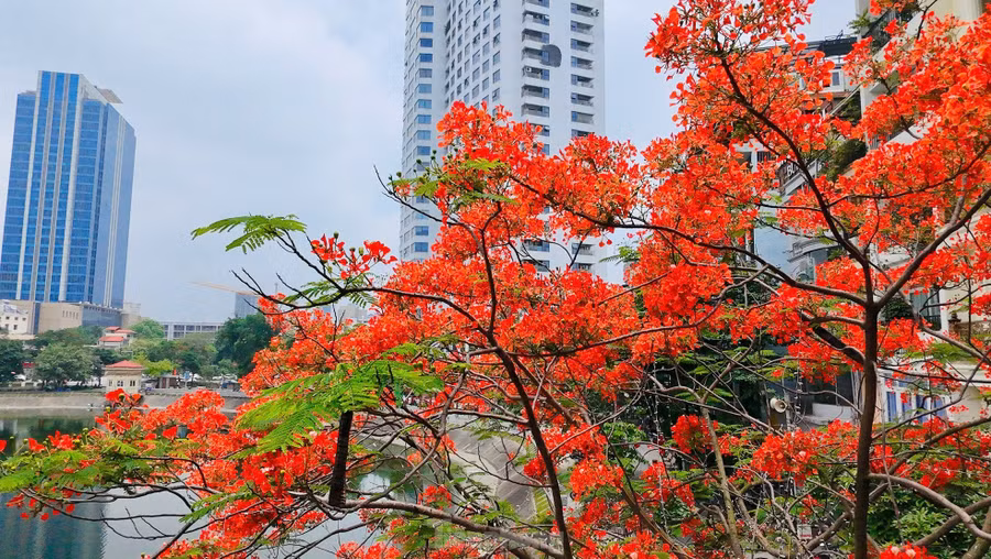Phượng vĩ còn có tên là xoan tây hay điệp tây. Ngoài giá trị là cây cảnh, phượng vĩ còn có tác dụng như một loài cây tạo bóng râm trong điều kiện nhiệt đới.