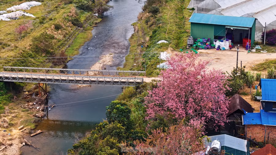 Người dân trong làng cho biết, các cây đào được chăm sóc như một phần trong đời sống tâm linh, thể hiện sự kính trọng đối với đất trời. Đó còn là cầu nối giữa con người và các vị thần linh.