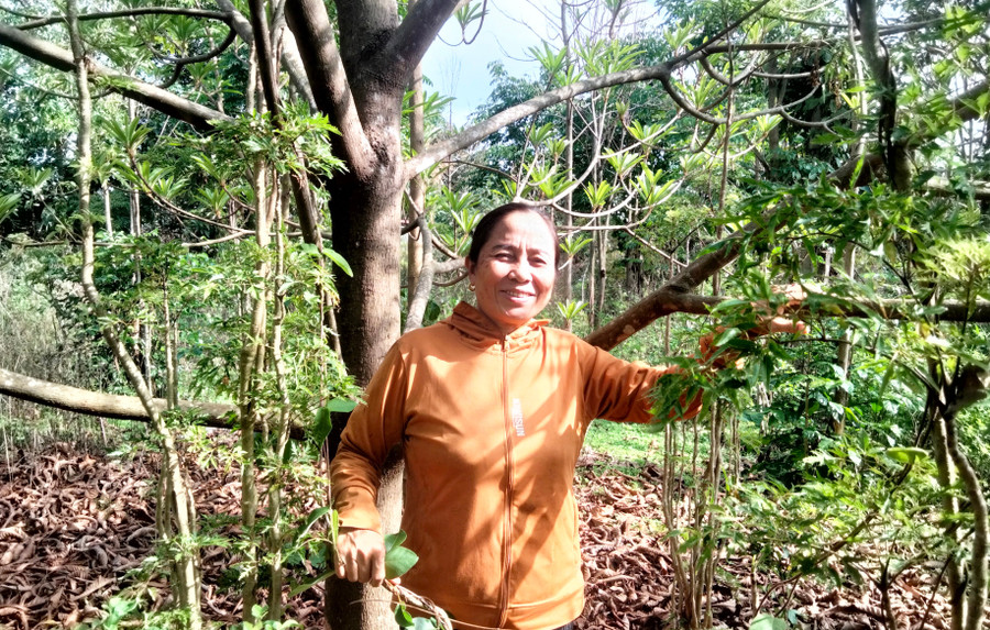 Bà Trần Thị Sót (thôn Hoàng Tiên, xã Ia Phìn, huyện Chư Prông) phấn khởi khi được vay vốn Ngân hàng Chính sách xã hội để phát triển kinh tế gia đình. Ảnh: H.C cr-sot-phin.jpg